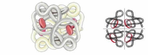 вопрос теста Схема строения молекулы гемоглобина