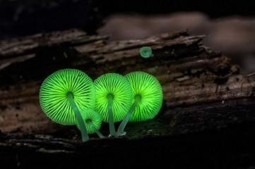 вопрос теста Люминесцентные грибы