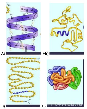 вопрос теста Третичная структура белка