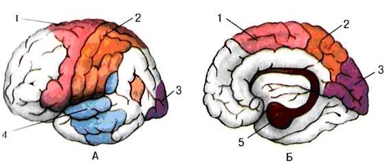 вопрос теста Зоны полушарий коры головного мозга